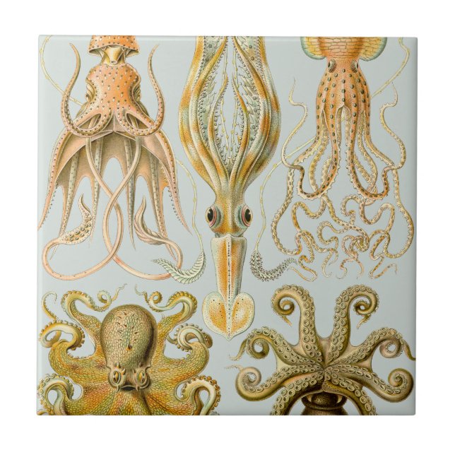 Azulejo De Cerámica Gamochonia de Ernst Haeckel (Frente)