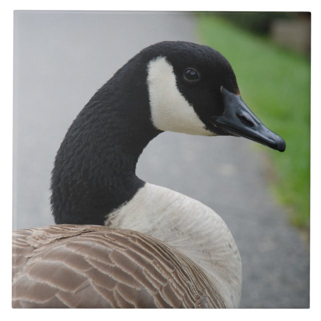Azulejo De Cerámica Ganso de Canadá (Frente)