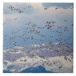 Azulejo De Cerámica Gansos de nieve durante la migración de primavera