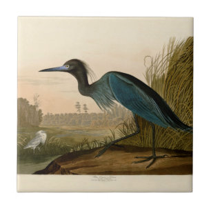 Azulejo De Cerámica Garza Grulla Azul Impresión de Audubon Arte Coster