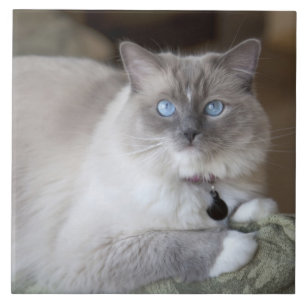 Azulejo De Cerámica Gata Ragdoll hembra