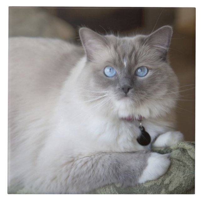 Azulejo De Cerámica Gata Ragdoll hembra (Frente)