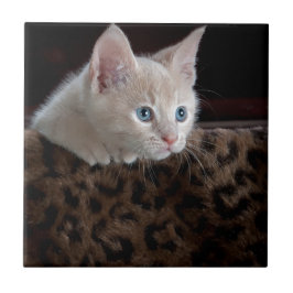 Azulejo De Cerámica Gatito crema con hermosos ojos azules