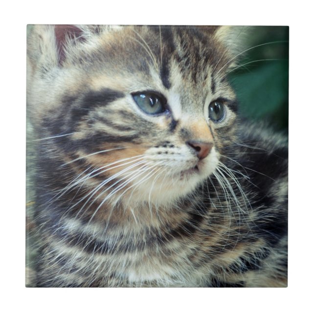 Azulejo De Cerámica Gatito lindo adorable (Frente)