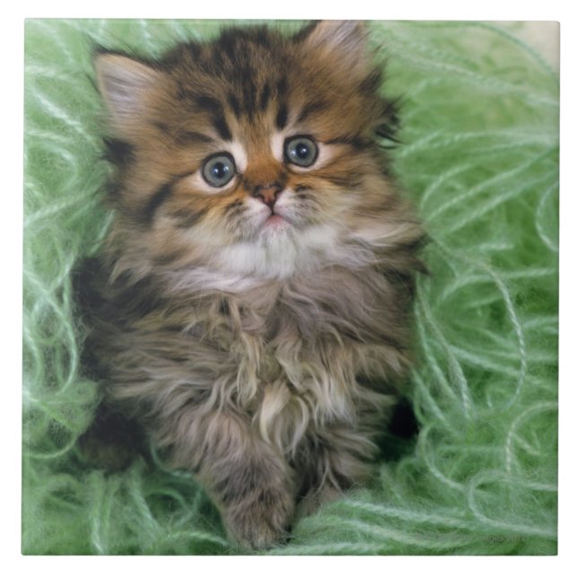 Azulejo De Cerámica Gatito persa (Frente)