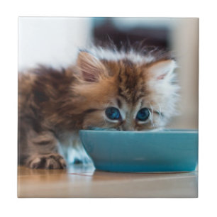 Azulejo De Cerámica Gatito persa joven