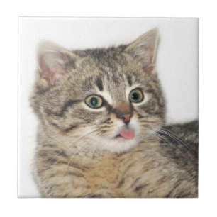 Azulejo De Cerámica Gatito razzberry