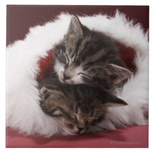 Azulejo De Cerámica Gatitos dormidos junto en gorra del navidad