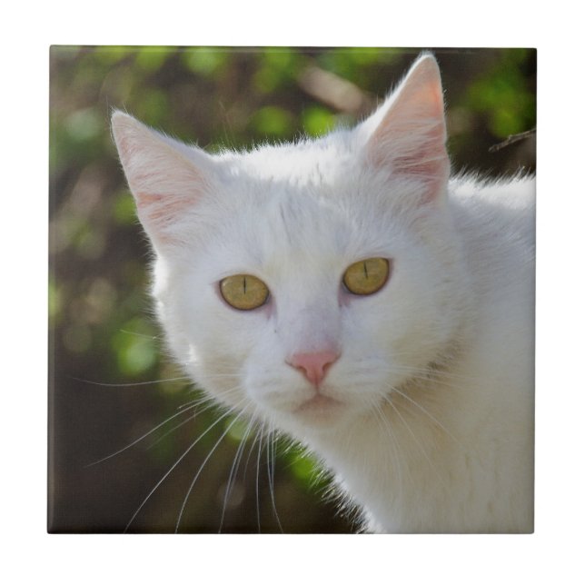 Azulejo De Cerámica Gato blanco con ojos amarillos (Frente)