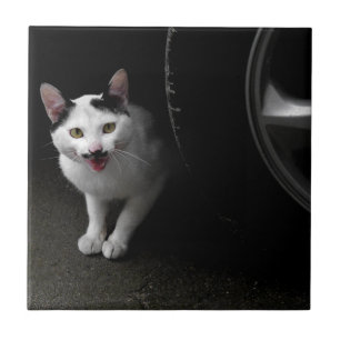 Azulejo De Cerámica Gato con bigote
