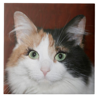 Azulejo De Cerámica Gato con las pestañas