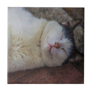 Azulejo De Cerámica Gato contento que duerme en ella detrás