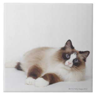 Azulejo De Cerámica Gato de descanso
