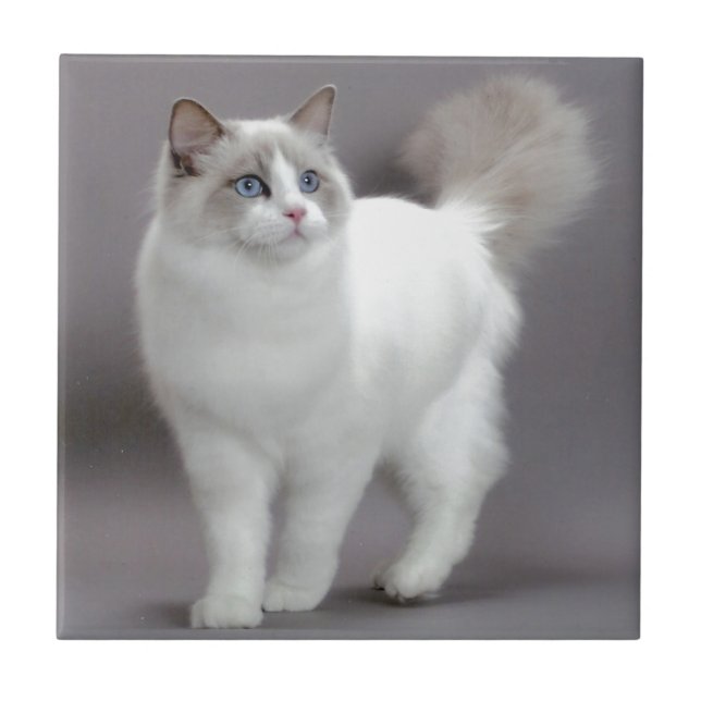 Azulejo De Cerámica Gato de ojos azules Purfection de Ragdoll (Frente)
