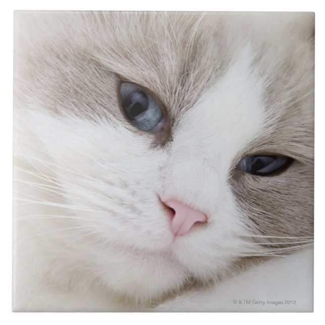 Azulejo De Cerámica Gato de Ragdoll (Frente)