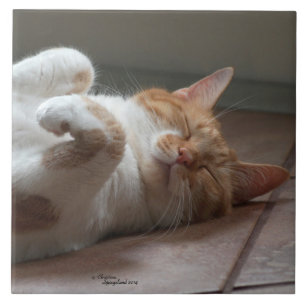 Azulejo De Cerámica Gato durmiendo en la espalda Tile cerámico