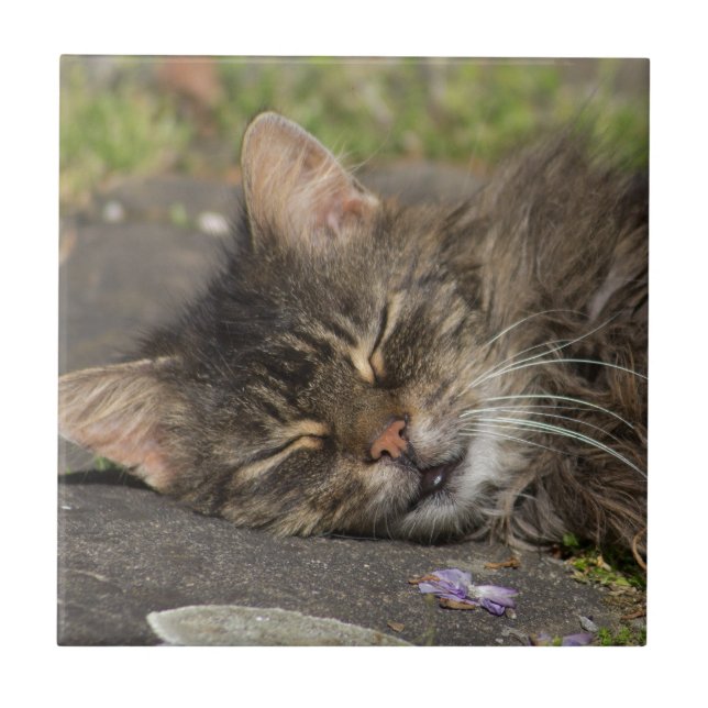 Azulejo De Cerámica Gato durmiente (Frente)