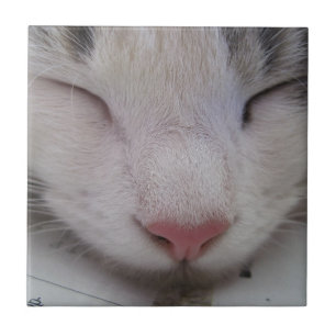 Azulejo De Cerámica Gato durmiente