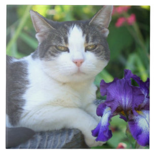 Azulejo De Cerámica Gato en el jardín