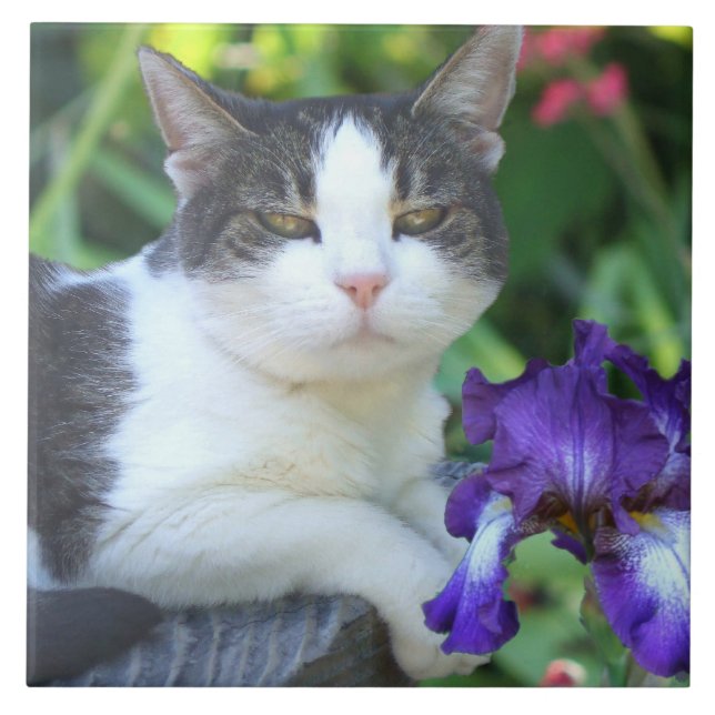 Azulejo De Cerámica Gato en el jardín (Frente)