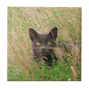 Azulejo De Cerámica Gato gris oscuro buscando desde la hierba alta