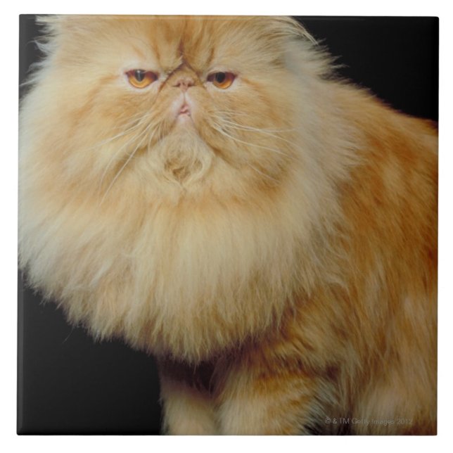 Azulejo De Cerámica Gato largo ruso del pelo (Frente)