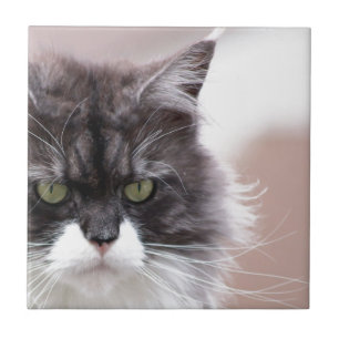 Azulejo De Cerámica Gato Maine Coon