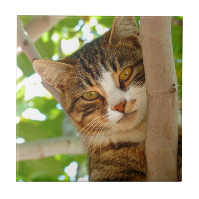 Azulejo De Cerámica Gato que sube un árbol (Frente)