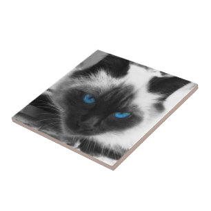 Azulejo De Cerámica Gato siamés