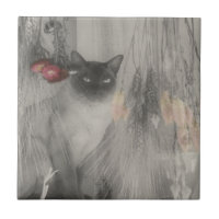 Gato Siamés Negro Y Animal Blanco