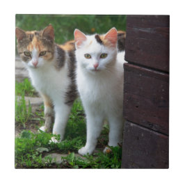 Azulejo De Cerámica Gatos jugando afuera