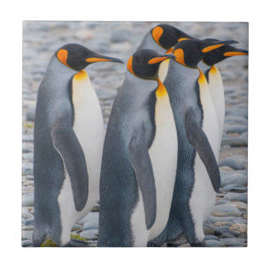 Azulejo De Cerámica Georgia del Sur. Pingüinos rey