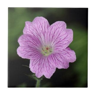Azulejo De Cerámica Geranium Endressii