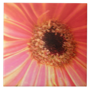 Azulejo De Cerámica Gerbera Daisy Flower Tile