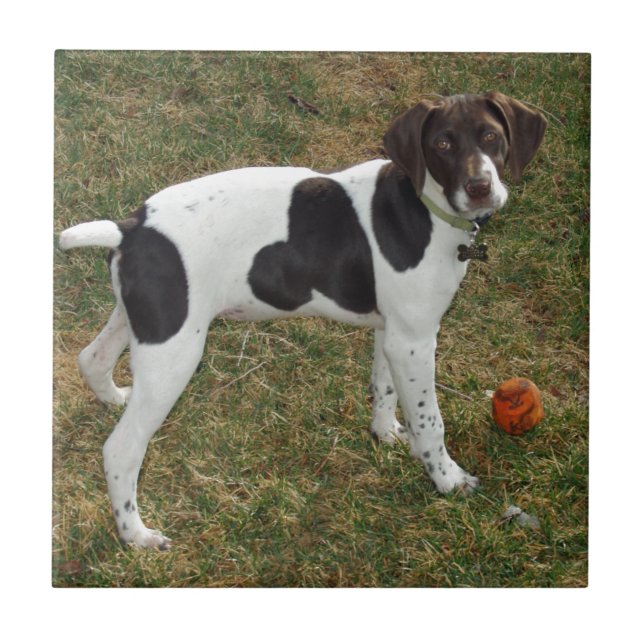 Azulejo De Cerámica German_short_haired_pointer_puppy (Frente)