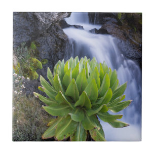 Azulejo De Cerámica Giant Groundsel o Dendrosenecio 2