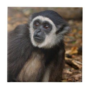 Azulejo De Cerámica Gibón de manos blancas (Hylobates Lar), Monkeyland