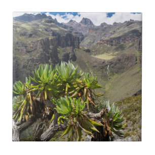 Azulejo De Cerámica Gigante Groundsel o Dendrosenecio