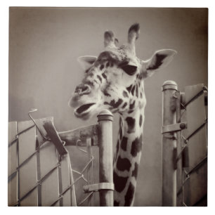 Azulejo De Cerámica Giraffe Fotografía - Estilo de época