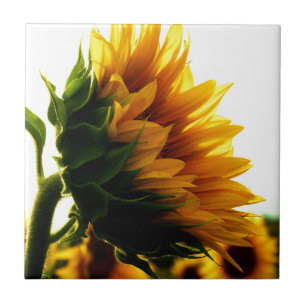 Azulejo De Cerámica Girasol