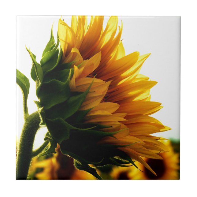 Azulejo De Cerámica Girasol (Frente)