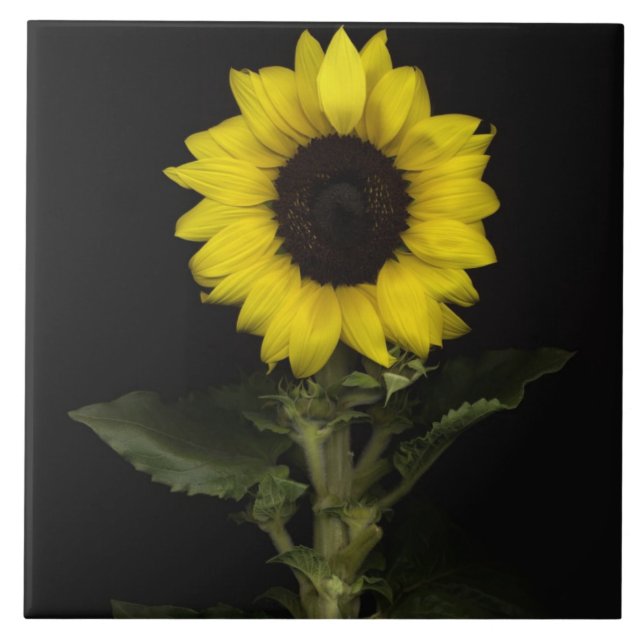 Azulejo De Cerámica Girasol 11 (Frente)