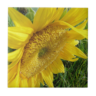 Azulejo De Cerámica Girasol brillante
