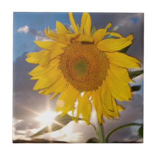 Azulejo De Cerámica Girasol híbrido soplando en el viento al atardecer