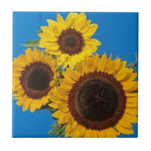 Azulejo De Cerámica Girasoles contra cerca azul