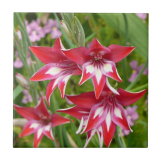 Azulejo De Cerámica Gladiolas Rojo y Blanco Botánico