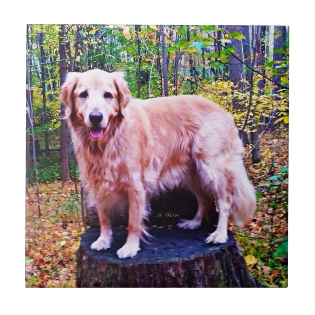 Azulejo De Cerámica Golden retriever (Frente)