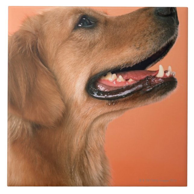Azulejo De Cerámica Golden retriever 7 (Frente)