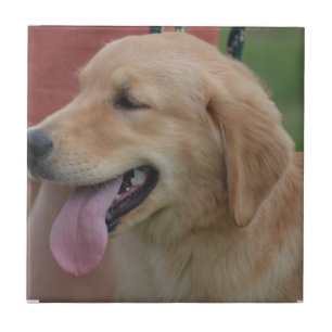 Azulejo De Cerámica Golden retriever adorable