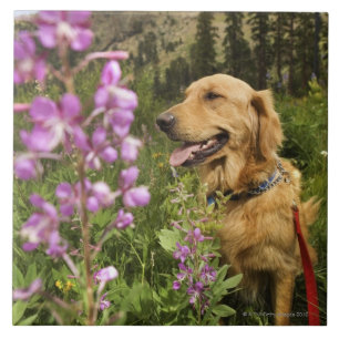 Azulejo De Cerámica Golden retriever en campo